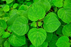 The Best Medicinal Herbs Grow Readily in Survival Gardens lemon balm