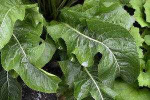 The Best Medicinal Herbs Grow Readily in Survival Gardens horseradish