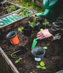Survival Gardening: Growing the best emergency survival foods new garden