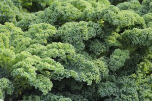 Survival Gardening: Growing the best emergency survival foods kale