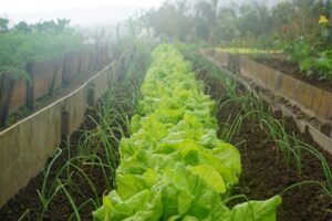 Survival Gardening: Growing the best emergency survival foods rows