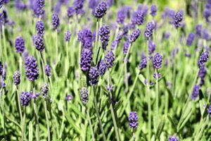 The Best Medicinal Herbs Grow Readily in Survival Gardens lavender