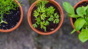 Survival Gardening: Growing the best emergency survival foods herbs