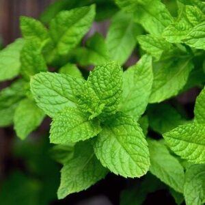 The Best Medicinal Herbs Grow Readily in Survival Gardens peppermint
