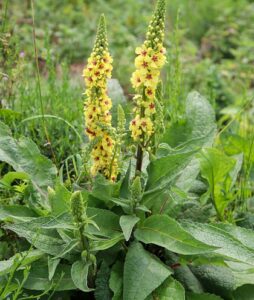 The Best Medicinal Herbs Grow Readily in Survival Gardens mullein The Best Medicinal Herbs Grow Readily in Survival Gardens mullein
