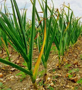 Survival Gardening: Growing the best emergency survival foods garlic