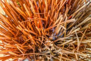 things to do in the garden in march ornamental grasses