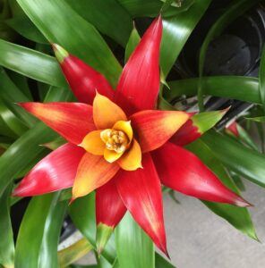 How to Care for Bromeliad House Plant: 101 crowded leaves How to Care for Bromeliad House Plant: 101