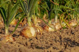 Survival Gardening: Growing the best emergency survival foods onion Growing the Best Emergency Survival Foods ❀Fairy Circle Garden