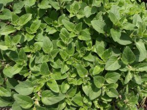 The Best Medicinal Herbs Grow Readily in Survival Gardens oregano
