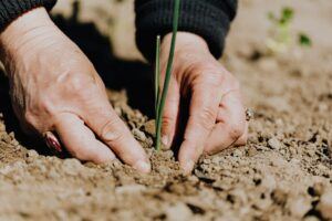 Survival Gardening: Growing the best emergency survival foods grassroots