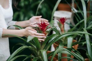 How to Care for Bromeliad House Plant: 101 featured image How to Care for Bromeliad House Plant: 101 featured image