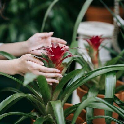How to Care for Bromeliad House Plant: 101 featured image