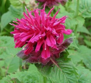 The Best Medicinal Herbs Grow Readily in Survival Gardens bee balm
