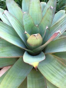 How to Care for Bromeliad House Plant: 101 tank