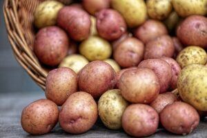 Survival Gardening: Growing the best emergency survival foods potatoes