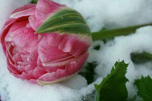  tulip-in-the-snow-gb7085f731_640