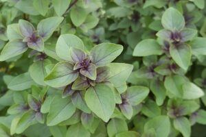 The Best Medicinal Herbs Grow Readily in Survival Gardens holy basil