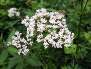 The Best Medicinal Herbs Grow Readily in Survival Gardens valerian The Best Medicinal Herbs Grow Readily in Survival Gardens