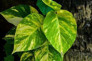 How to Take Care of a Pothos Plant - A Comprehensive Guide golden