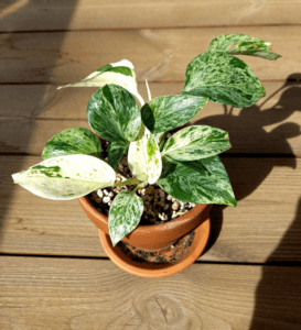 How to Take Care of a Pothos Plant - A Comprehensive Guide marble