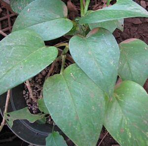 How to Take Care of a Pothos Plant - A Comprehensive Guide jade
