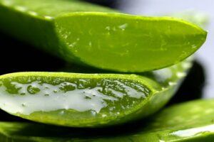 The Fundamentals of Indoor Aloe Vera Plant Care pulp