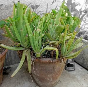 The Fundamentals of Indoor Aloe Vera Plant Care repot