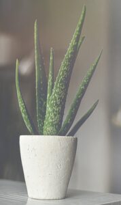 The Fundamentals of Indoor Aloe Vera Plant Care pleasing plant