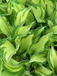 Jobs To Do In The Garden In April divide hostas