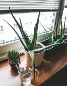 The Fundamentals of Indoor Aloe Vera Plant Care indirect temperature