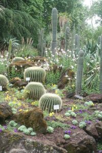 Desert Backyard Landscaping Ideas featured