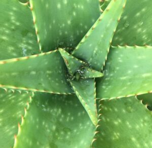 The Fundamentals of Indoor Aloe Vera Plant Care watering
