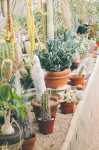 Desert Backyard Landscaping Ideas pots