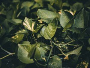 How to Take Care of a Pothos Plant - A Comprehensive Guide pruning
