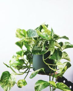 How to Take Care of a Pothos Plant - A Comprehensive Guide featured