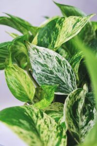 How to Take Care of a Pothos Plant - A Comprehensive Guide leaves
