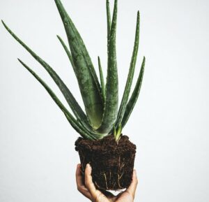 The Fundamentals of Indoor Aloe Vera Plant Care soil