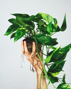 How to Take Care of a Pothos Plant - A Comprehensive Guide soil