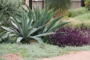 Desert Backyard Landscaping Ideas plan