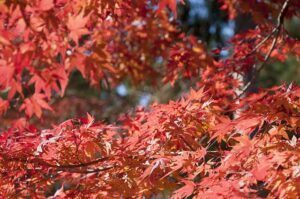 Japanese Garden Design Ideas maple