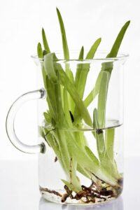 The Fundamentals of Indoor Aloe Vera Plant Care propogation