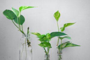 How to Take Care of a Pothos Plant - A Comprehensive Guide stem cuttings