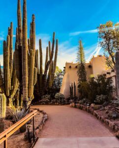 Desert Backyard Landscaping Ideas desert garden