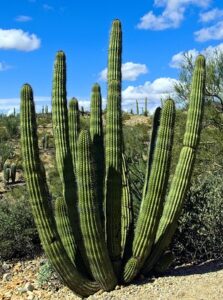 Desert Backyard Landscaping Ideas cactus