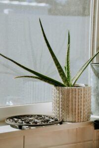 The Fundamentals of Indoor Aloe Vera Plant Care leaning