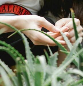 The Fundamentals of Indoor Aloe Vera Plant Care love