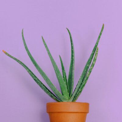 The Fundamentals of Indoor Aloe Vera Plant Care featured