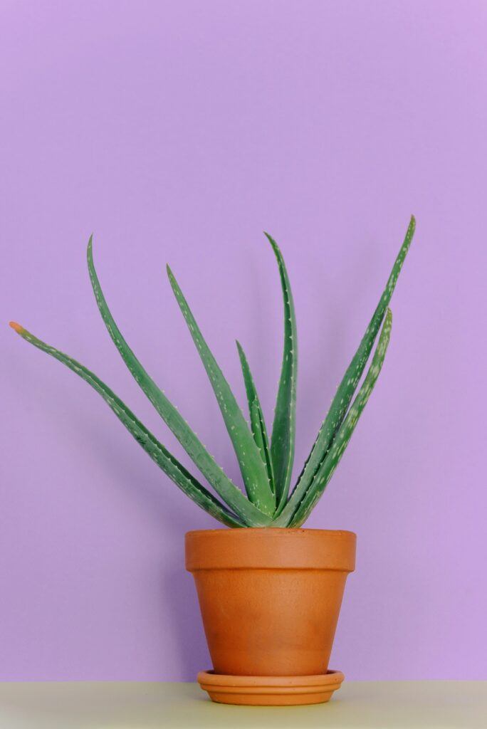 The Fundamentals of Indoor Aloe Vera Plant Care featured