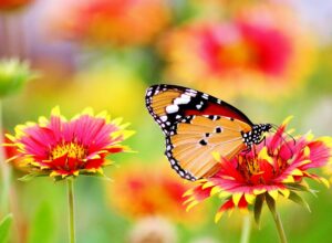 Easy Flower Garden Ideas pollinators